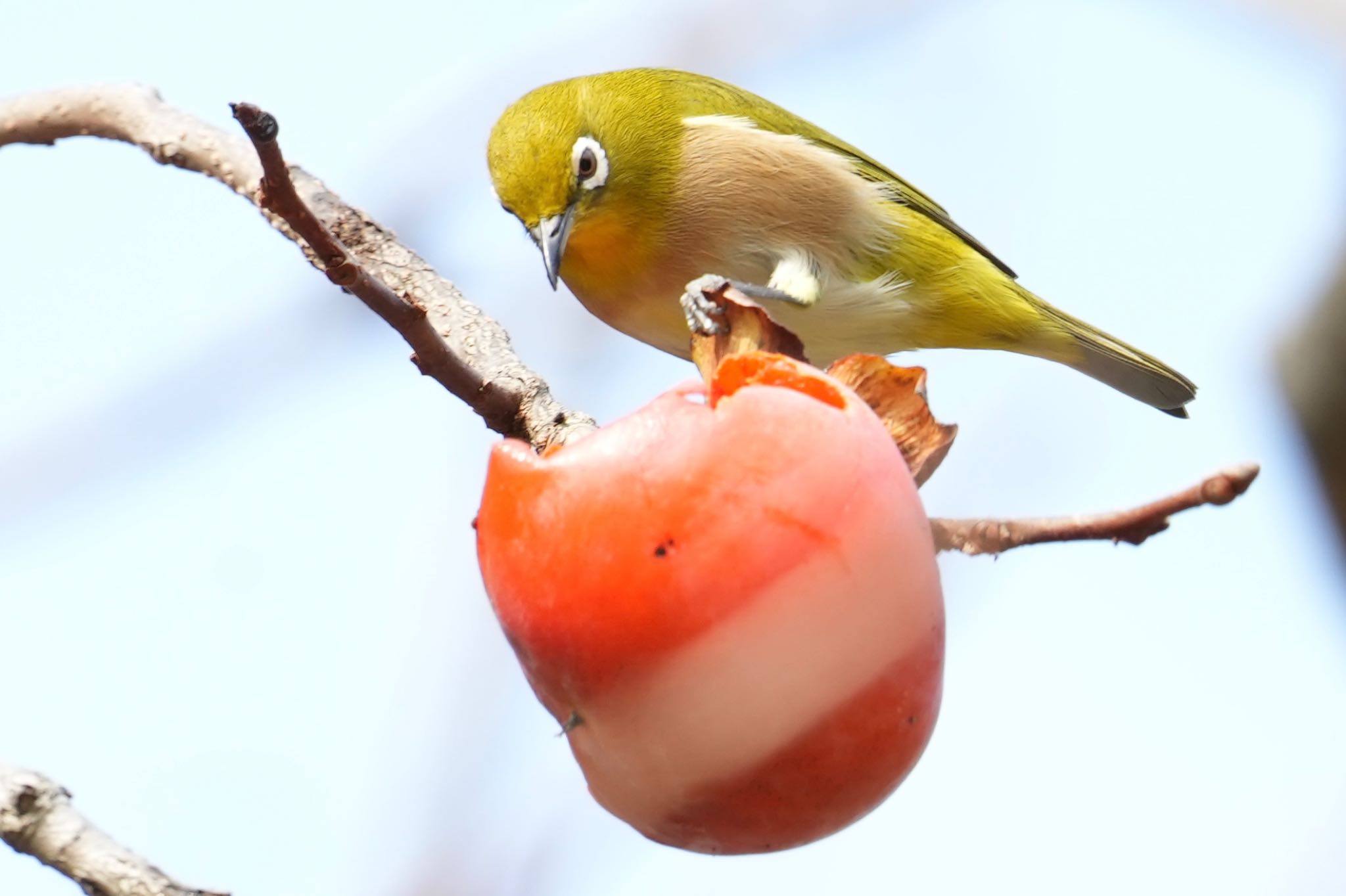 馬見丘陵公園 メジロの写真