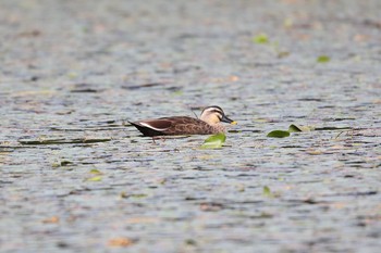 カルガモ 牧野が池公園 2018年10月12日(金)