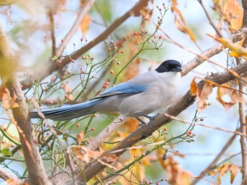 Sat, 11/25/2023 Birding report at 彩湖・道満グリーンパーク