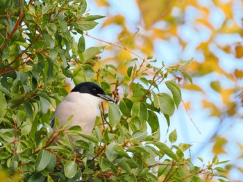 Azure-winged Magpie 彩湖・道満グリーンパーク Sat, 11/25/2023