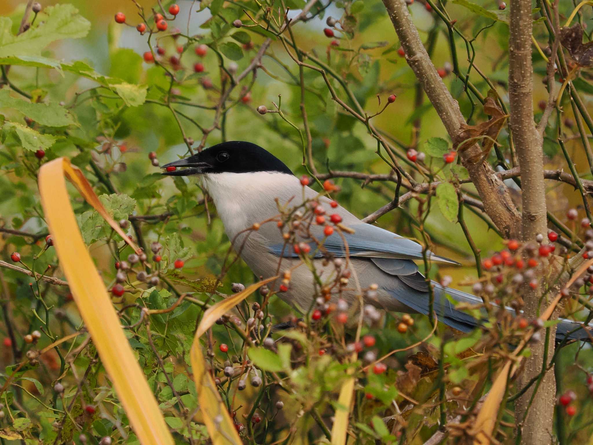 Photo of Azure-winged Magpie at 彩湖・道満グリーンパーク by YamaGara