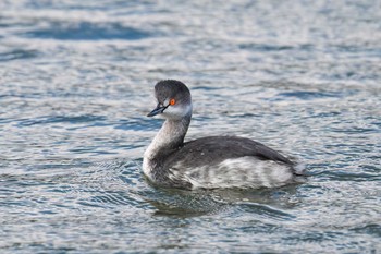 Black-necked Grebe 湖北湖岸 Fri, 11/24/2023