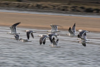 Black-tailed Gull 島田川河口(山口県) Wed, 11/29/2023