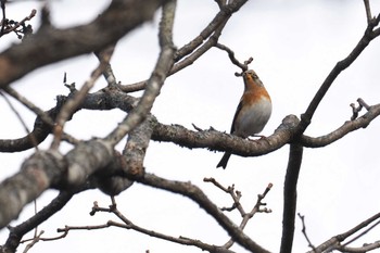 Brambling 奥日光 Thu, 11/23/2023