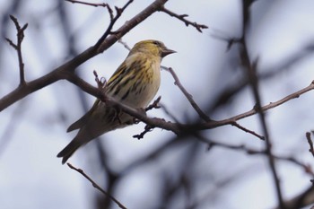 Eurasian Siskin 奥日光 Thu, 11/23/2023