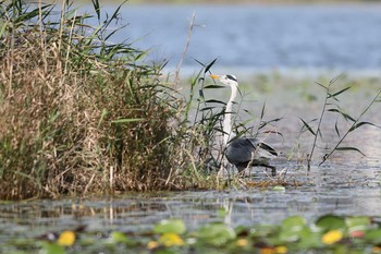 アオサギ 牧野が池公園 2018年10月12日(金)