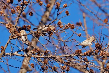 Common Redpoll 奥日光 Thu, 11/23/2023