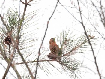 Red Crossbill 西湖野鳥の森公園 Sat, 11/25/2023