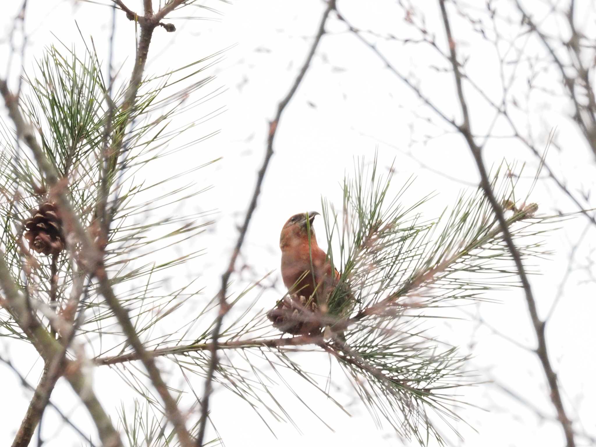 西湖野鳥の森公園 イスカの写真 by とみた