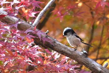 エナガ 馬見丘陵公園 2023年11月29日(水)