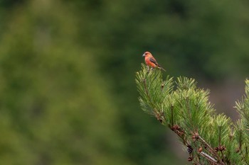 Red Crossbill 広島 Sat, 11/25/2023