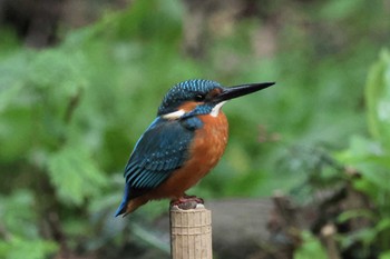 Common Kingfisher 衣笠山公園 Sat, 11/18/2023
