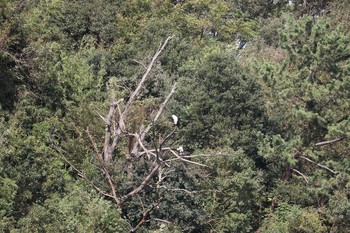 シロサギ 牧野が池公園 2018年10月12日(金)