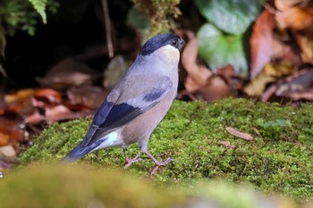 Eurasian Bullfinch(rosacea) 静岡県 Sun, 11/26/2023