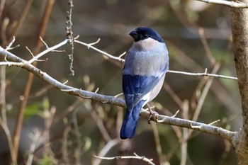 Eurasian Bullfinch(rosacea) 静岡県 Sun, 11/26/2023