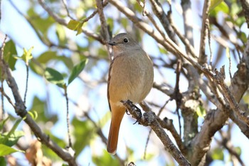 ジョウビタキ 夙川河川敷緑地(夙川公園) 2023年11月26日(日)