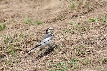 ハクセキレイ 牧野が池公園 2018年10月12日(金)