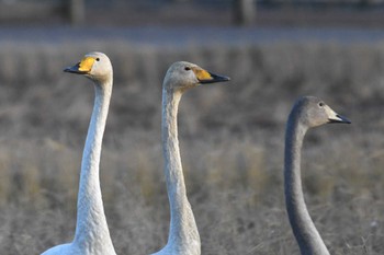 Whooper Swan 河北潟 Mon, 11/27/2023