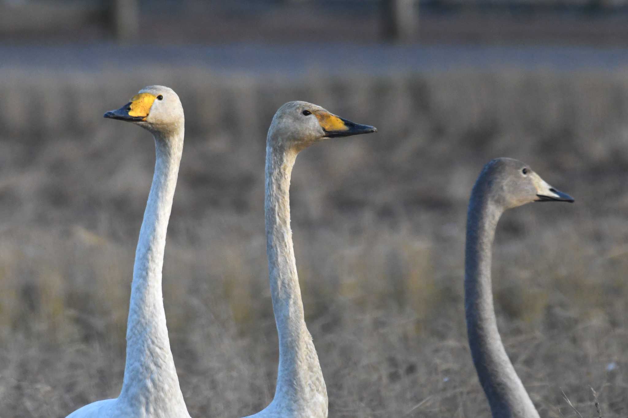 Whooper Swan