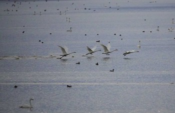 コハクチョウ 米子水鳥公園 2023年11月25日(土)