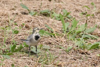 ハクセキレイ 牧野が池公園 2018年10月12日(金)