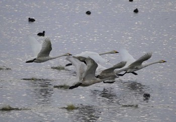 コハクチョウ 米子水鳥公園 2023年11月25日(土)