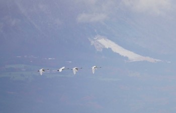 コハクチョウ 米子水鳥公園 2023年11月25日(土)