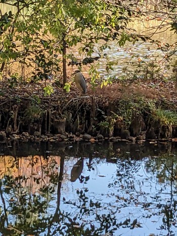 Wed, 11/29/2023 Birding report at Inokashira Park