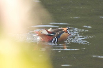 オシドリ 奈良山公園 2023年11月27日(月)