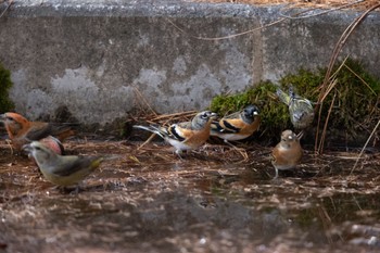 Brambling 創造の森(山梨県) Mon, 11/13/2023