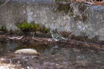 Eurasian Siskin 創造の森(山梨県) Mon, 11/13/2023