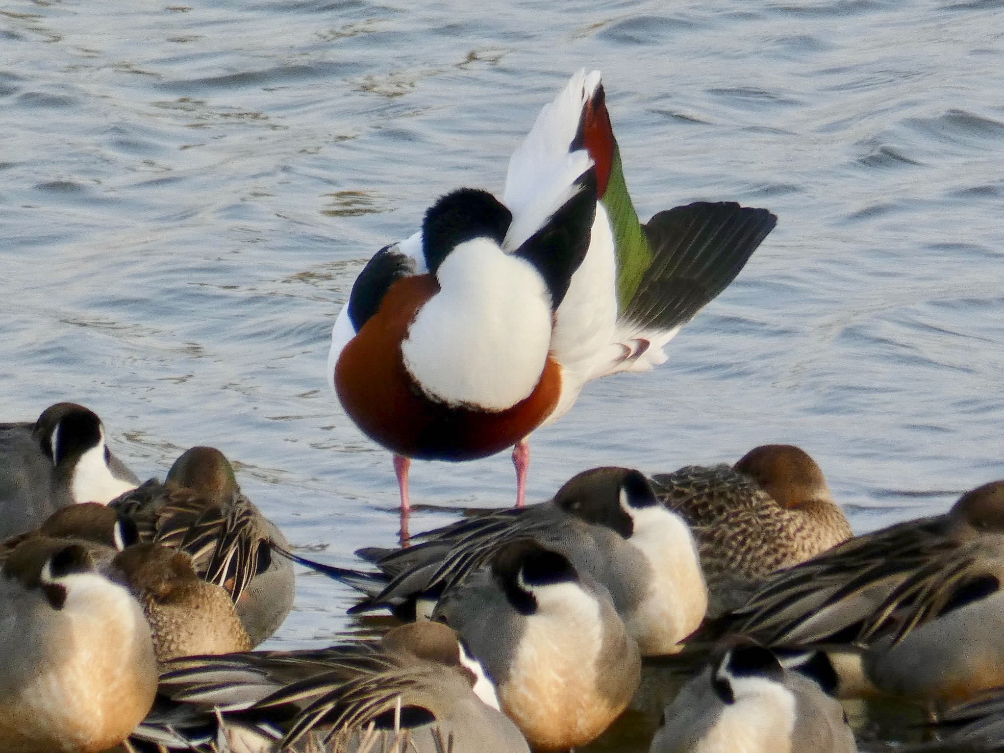 米子水鳥公園 ツクシガモの写真 by のどか