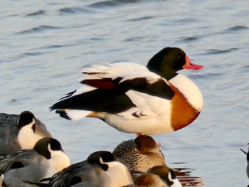 ツクシガモ 米子水鳥公園 2018年1月2日(火)