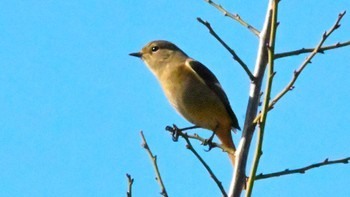 2023年11月26日(日) 平城宮跡の野鳥観察記録