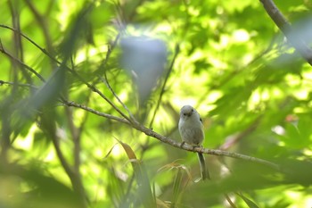 Long-tailed tit(japonicus) 北海道支笏湖 Thu, 6/7/2018