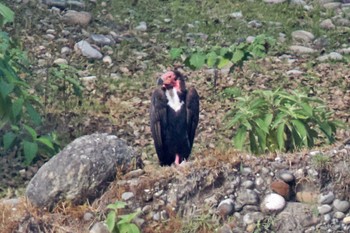 Red-headed Vulture