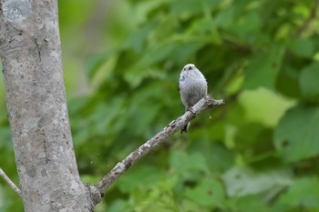 Long-tailed tit(japonicus) 北海道支笏湖 Thu, 6/7/2018