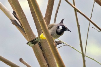 Himalayan Bulbul ネパール Thu, 11/23/2023