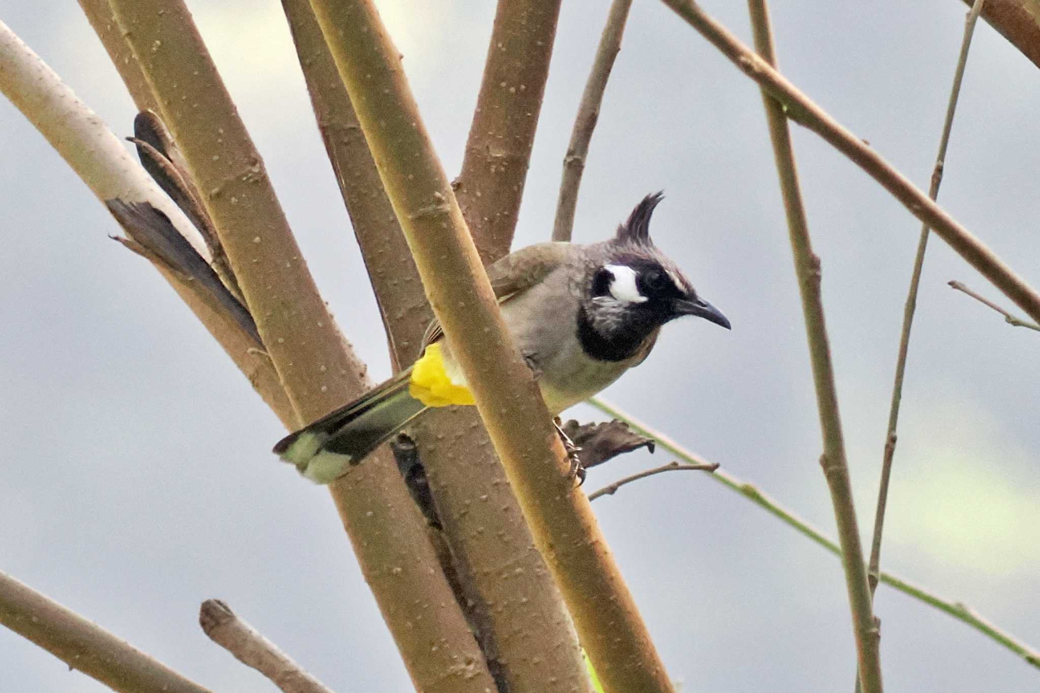 Photo of Himalayan Bulbul at ネパール by 藤原奏冥