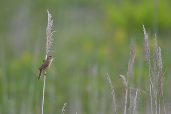 Black-browed Reed Warbler 北海道白老町 Fri, 6/8/2018