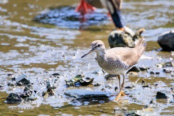 キアシシギ 葛西臨海公園 2023年8月14日(月)