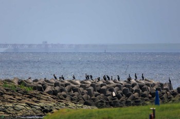 カワウ 葛西臨海公園 2023年8月14日(月)