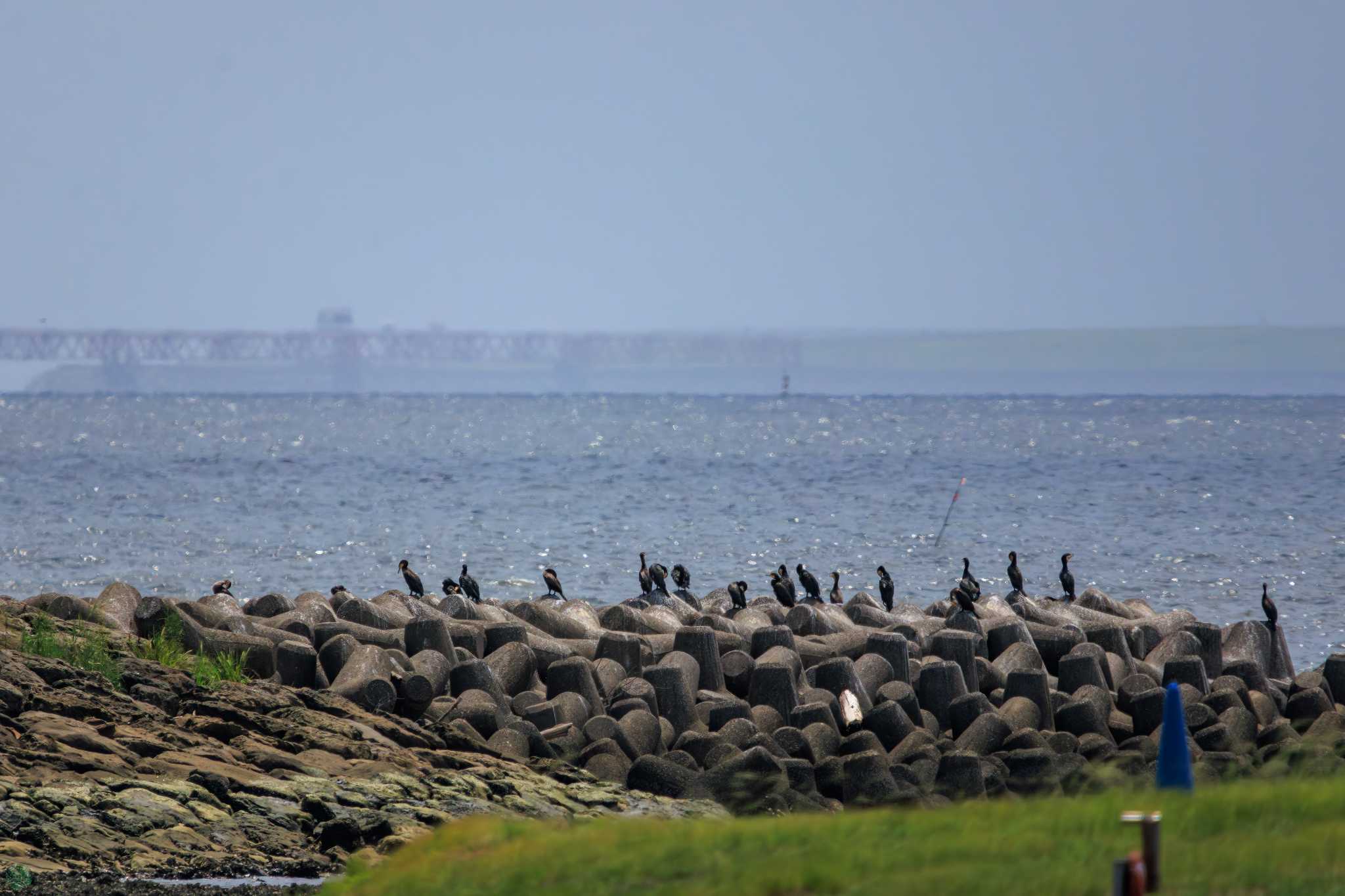 葛西臨海公園 カワウの写真 by d3_plus