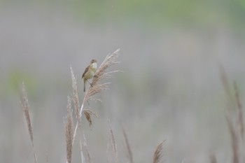 Black-browed Reed Warbler 北海道白老町 Fri, 6/8/2018