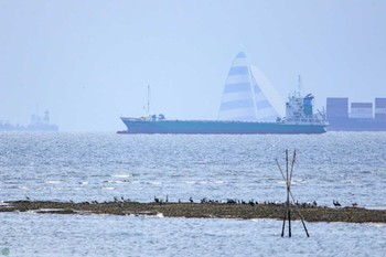 カワウ 葛西臨海公園 2023年8月14日(月)