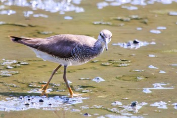 キアシシギ 葛西臨海公園 2023年8月14日(月)