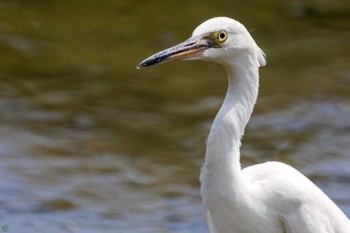 チュウサギ 葛西臨海公園 2023年8月14日(月)