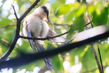 Mon, 8/14/2023 Birding report at Kasai Rinkai Park