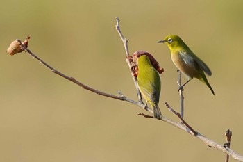 Warbling White-eye 愛知県 Fri, 11/24/2023