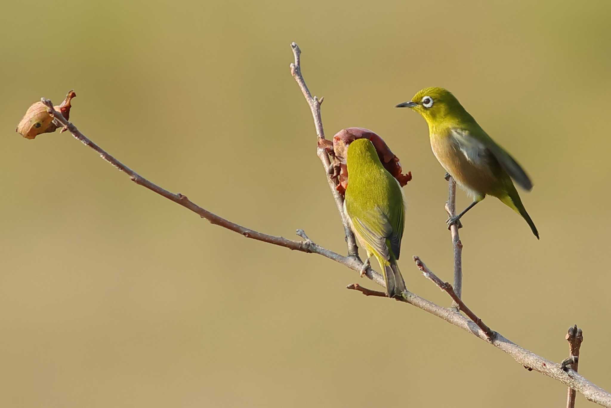 Photo of Warbling White-eye at 愛知県 by ma-★kun